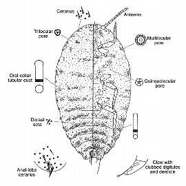   Phenacoccus stelli  
 Illustration by De Lotto 